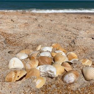 Meet your Posher, Elisa